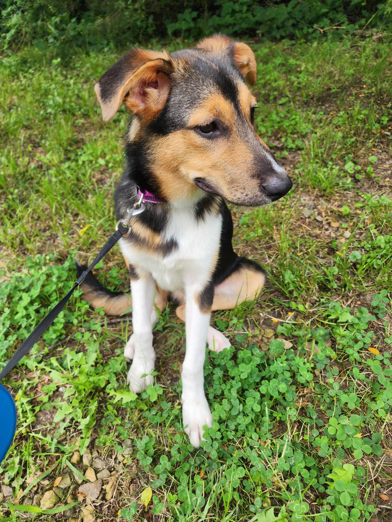 Enlarge Dash, a Adopted mixed breed in Ladonia, TX image 6/6