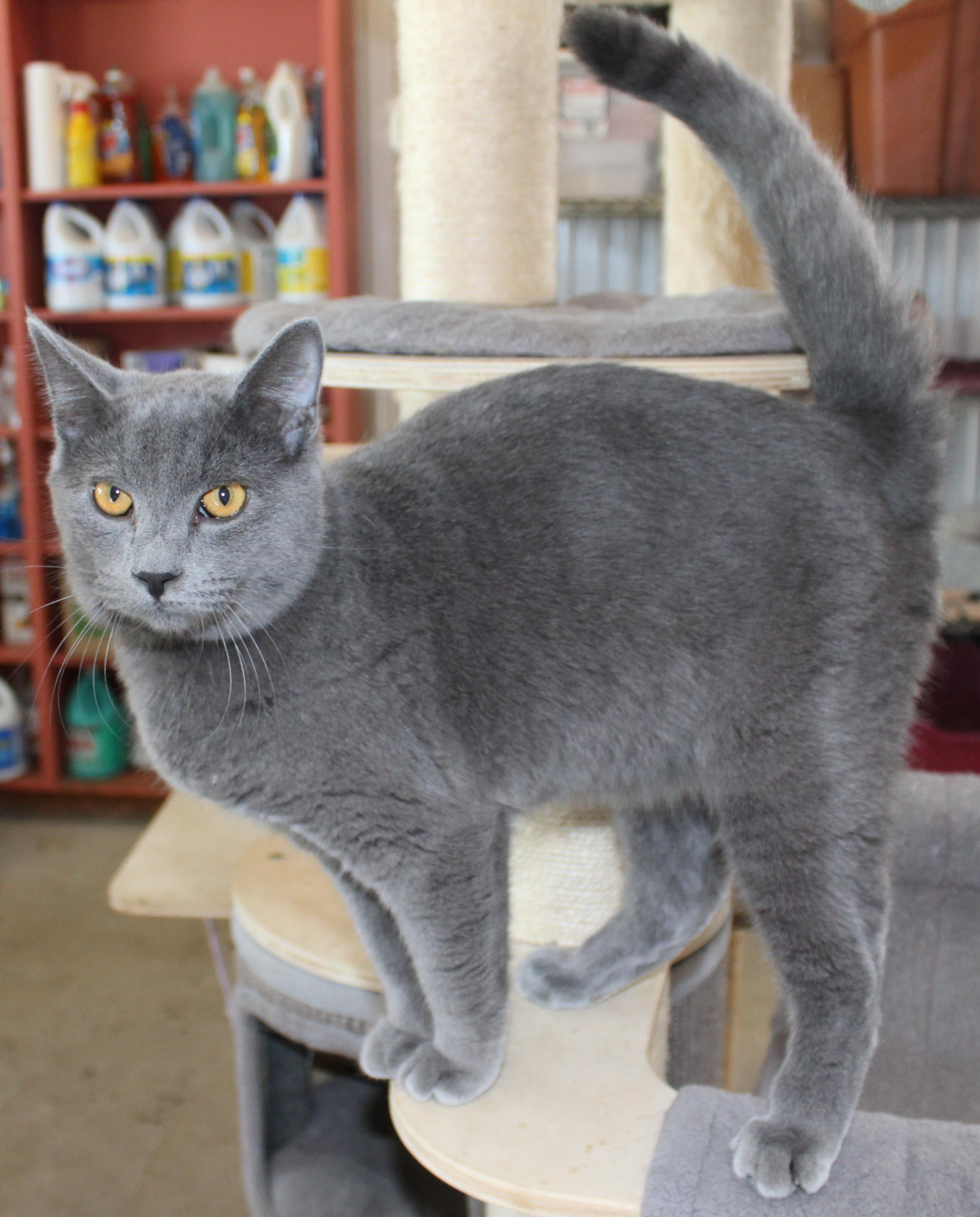Enlarge Oxford, a Adoptable mixed breed in Huron, SD image 5/5
