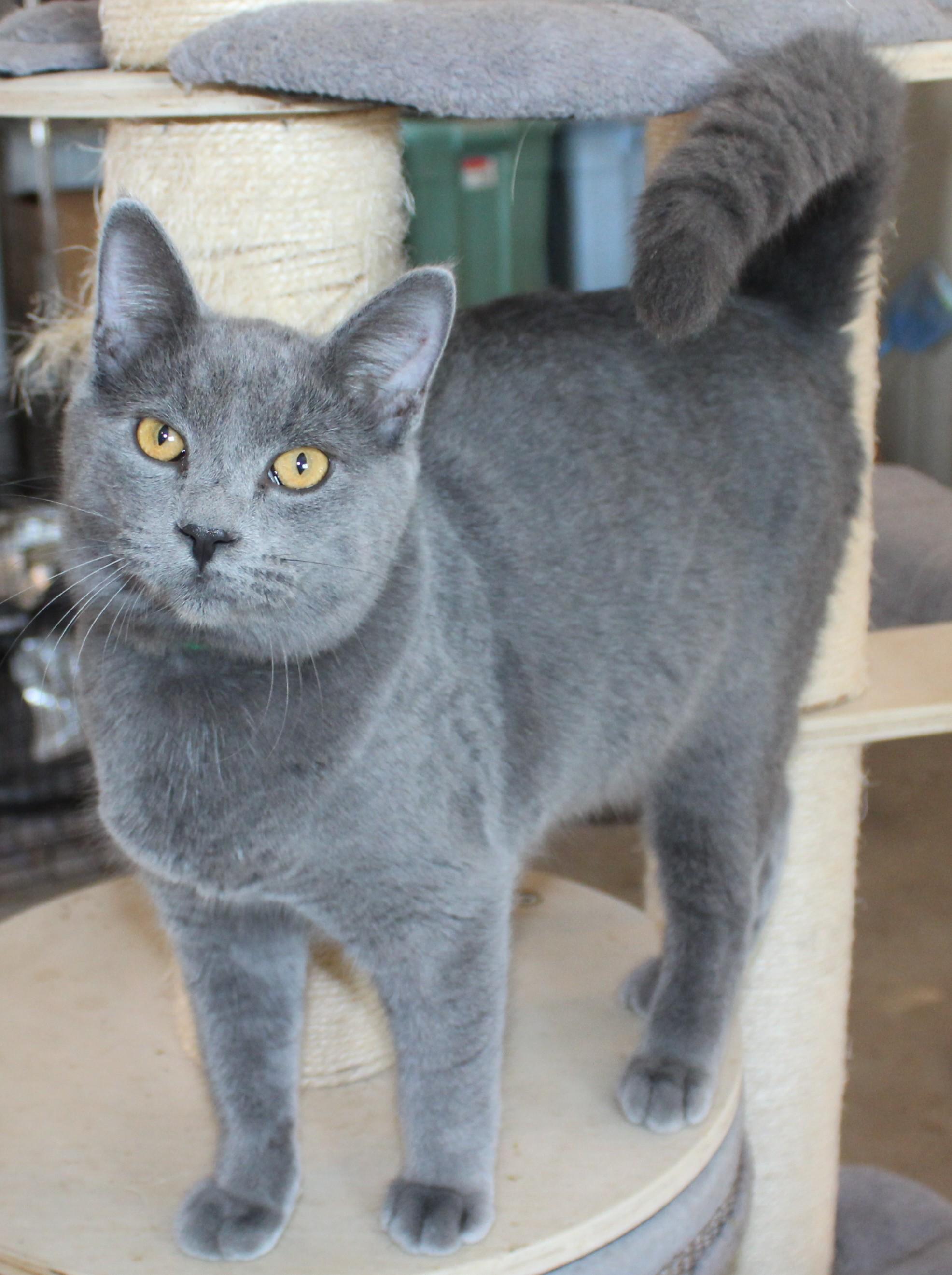 Enlarge Oxford, a Adoptable mixed breed in Huron, SD image 2/5