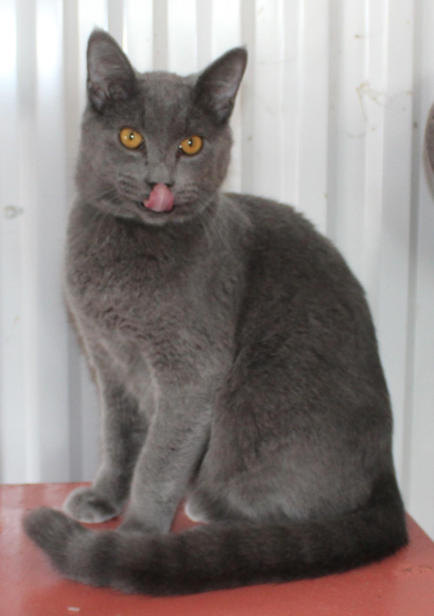 Oxford, Adoptable, Young Male Domestic Short Hair.