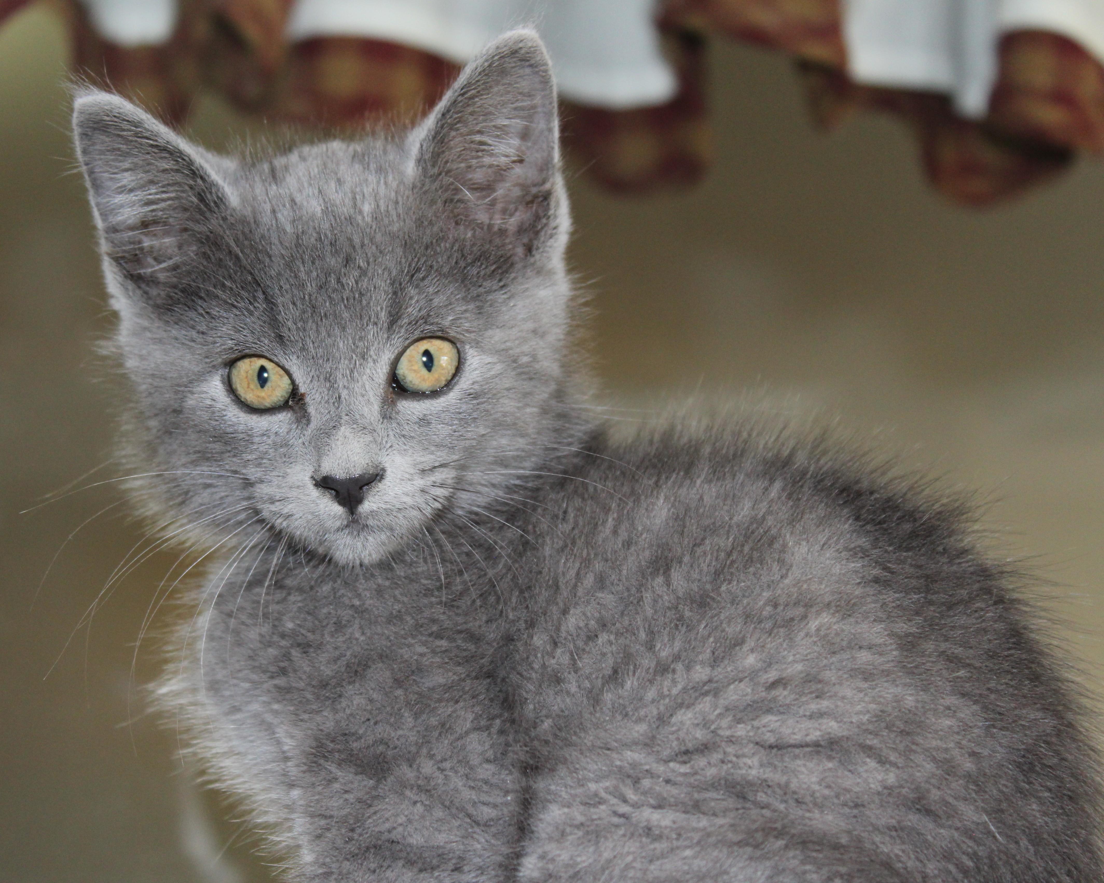 Oxford, an adoptable Domestic Short Hair in Huron, SD, 57350 | Photo Image 4