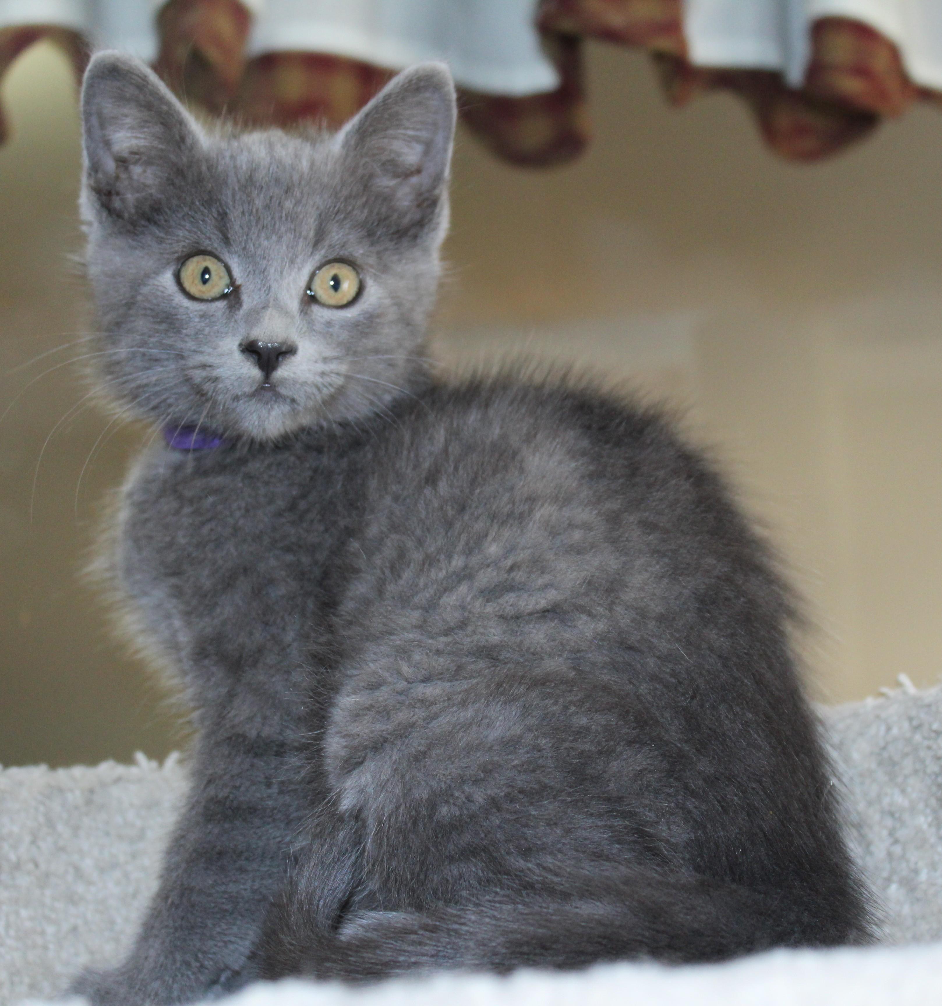Oxford, an adoptable Domestic Short Hair in Huron, SD, 57350 | Photo Image 1