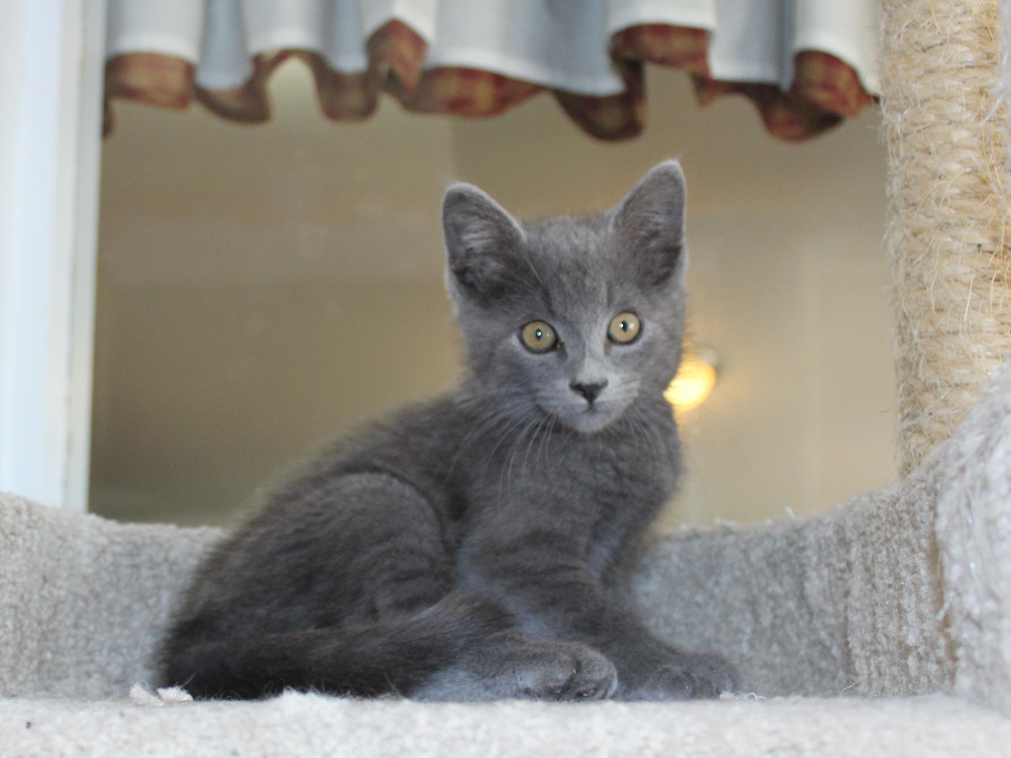 Oxford, an adoptable Domestic Short Hair in Huron, SD, 57350 | Photo Image 3