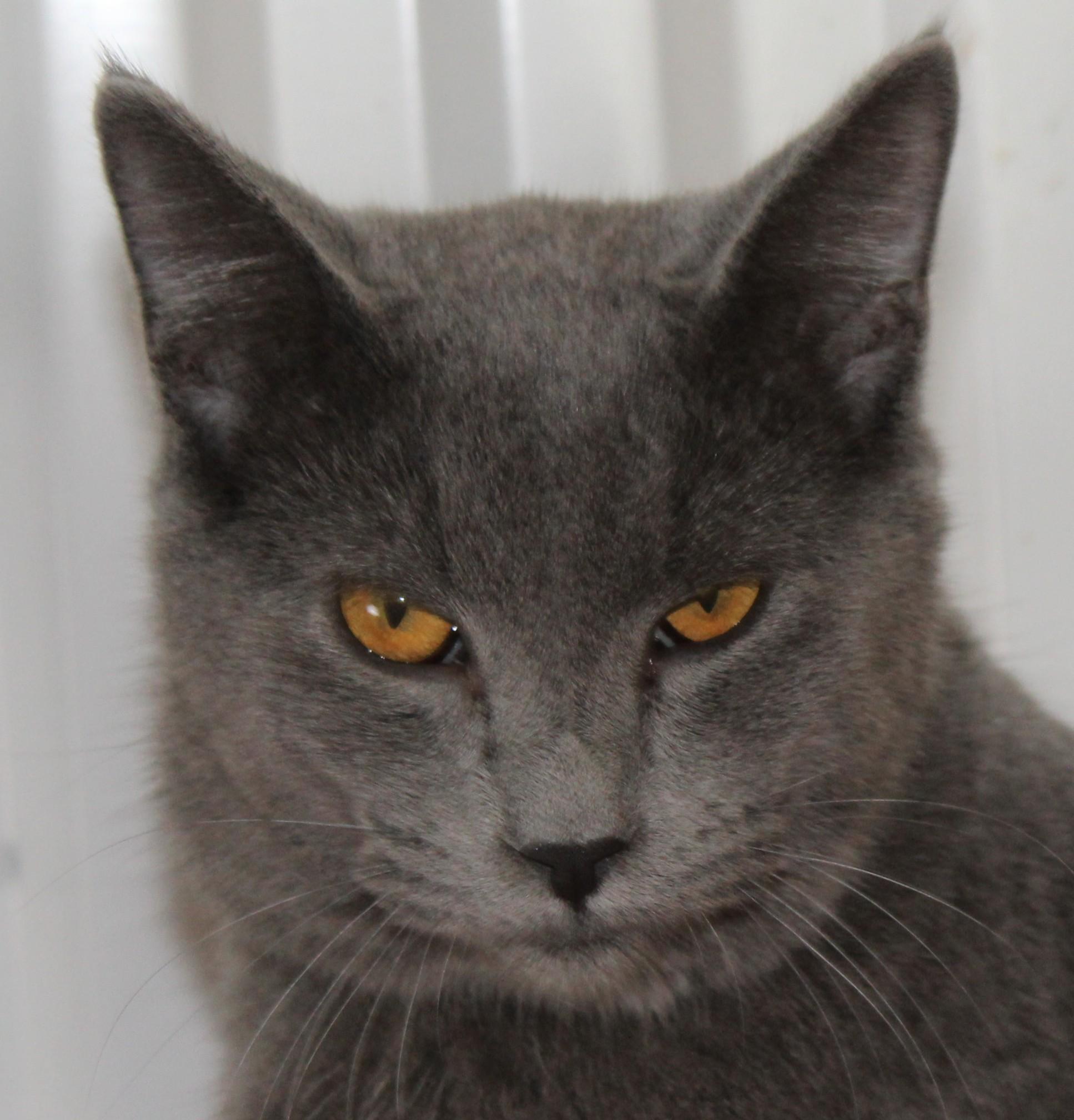 Enlarge Oxford, a Adoptable mixed breed in Huron, SD image 3/5