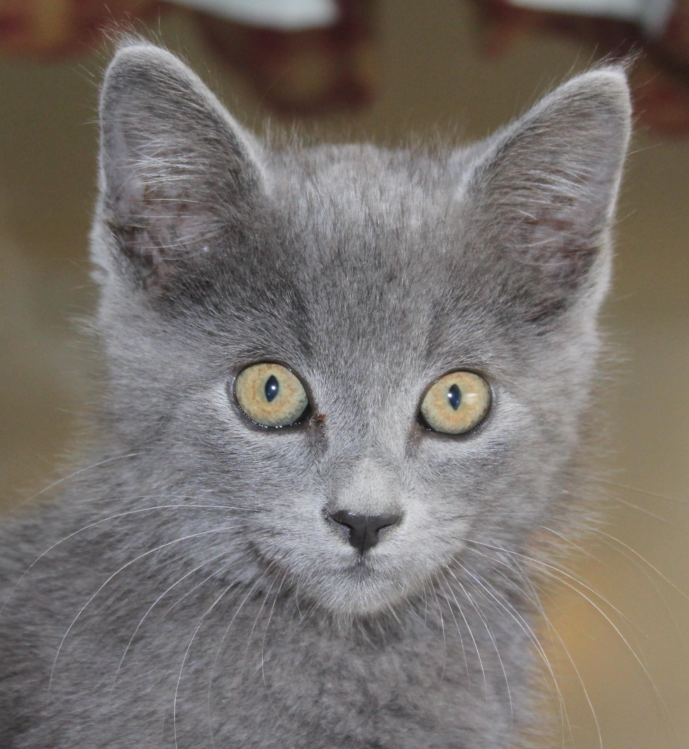 Oxford, an adoptable Domestic Short Hair in Huron, SD, 57350 | Photo Image 2