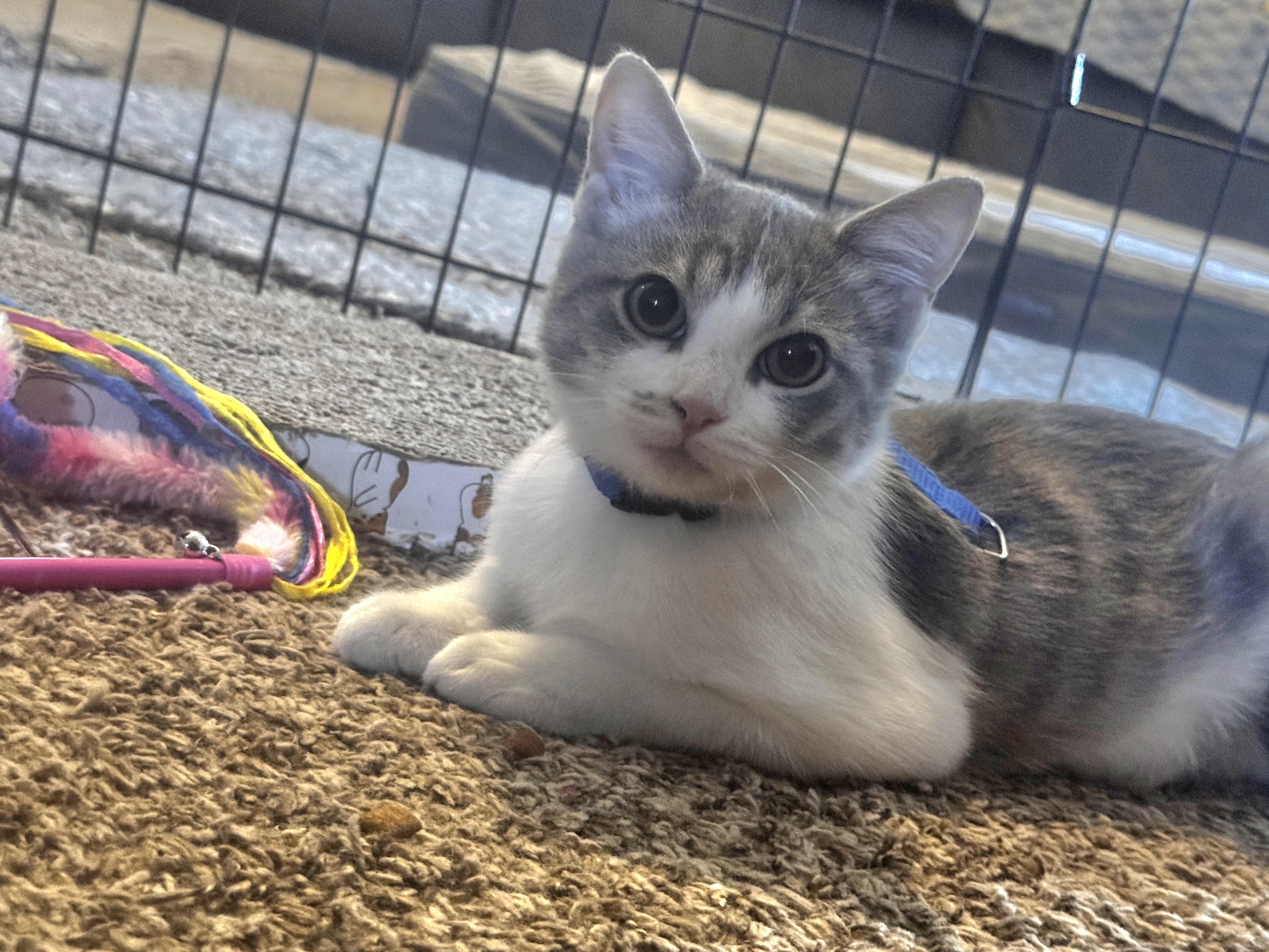 Julep, a Adoptable Domestic Short Hair in Blue Springs, MO image 2/6