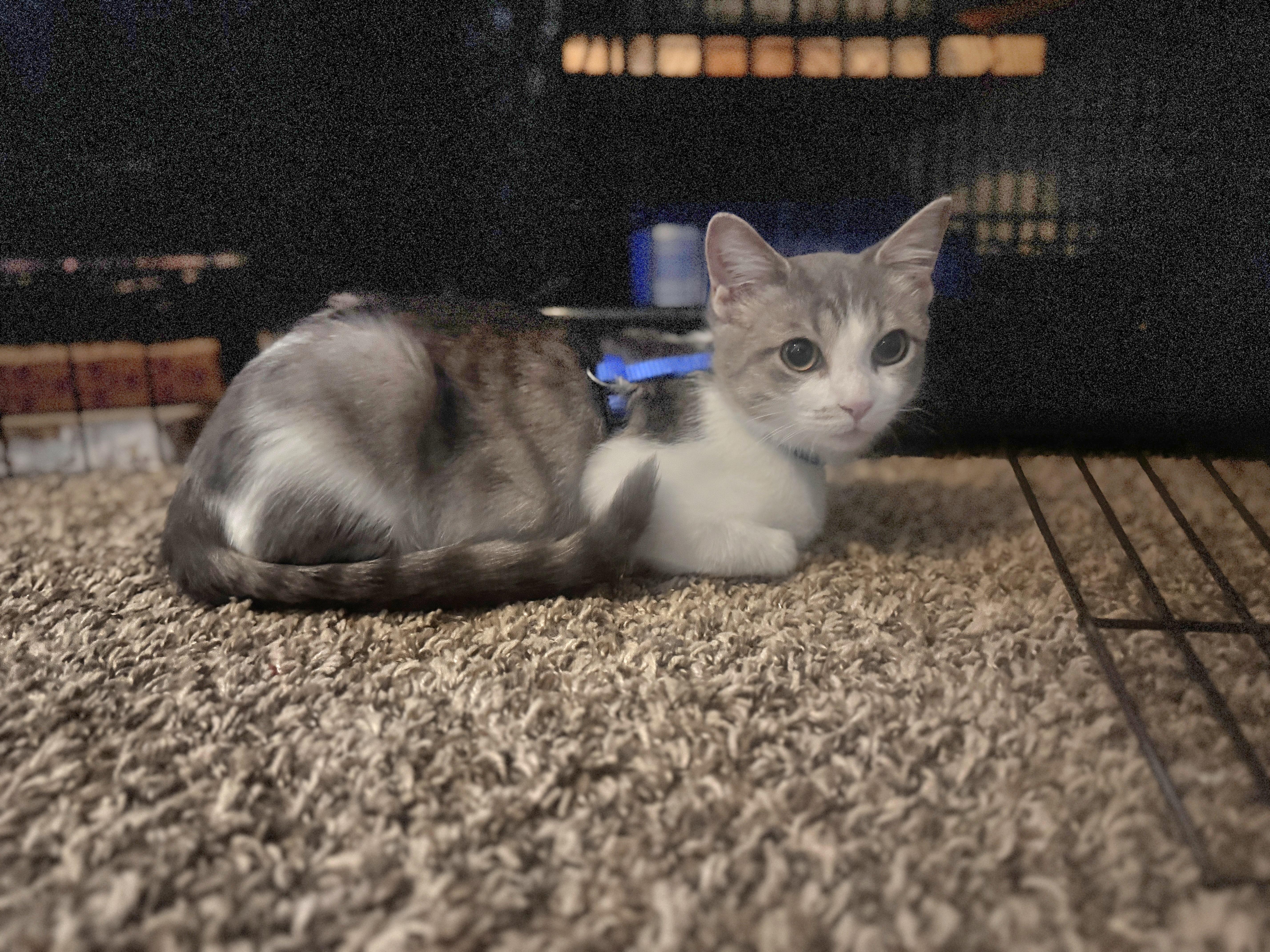 Julep, a Adoptable Domestic Short Hair in Blue Springs, MO image 3/6