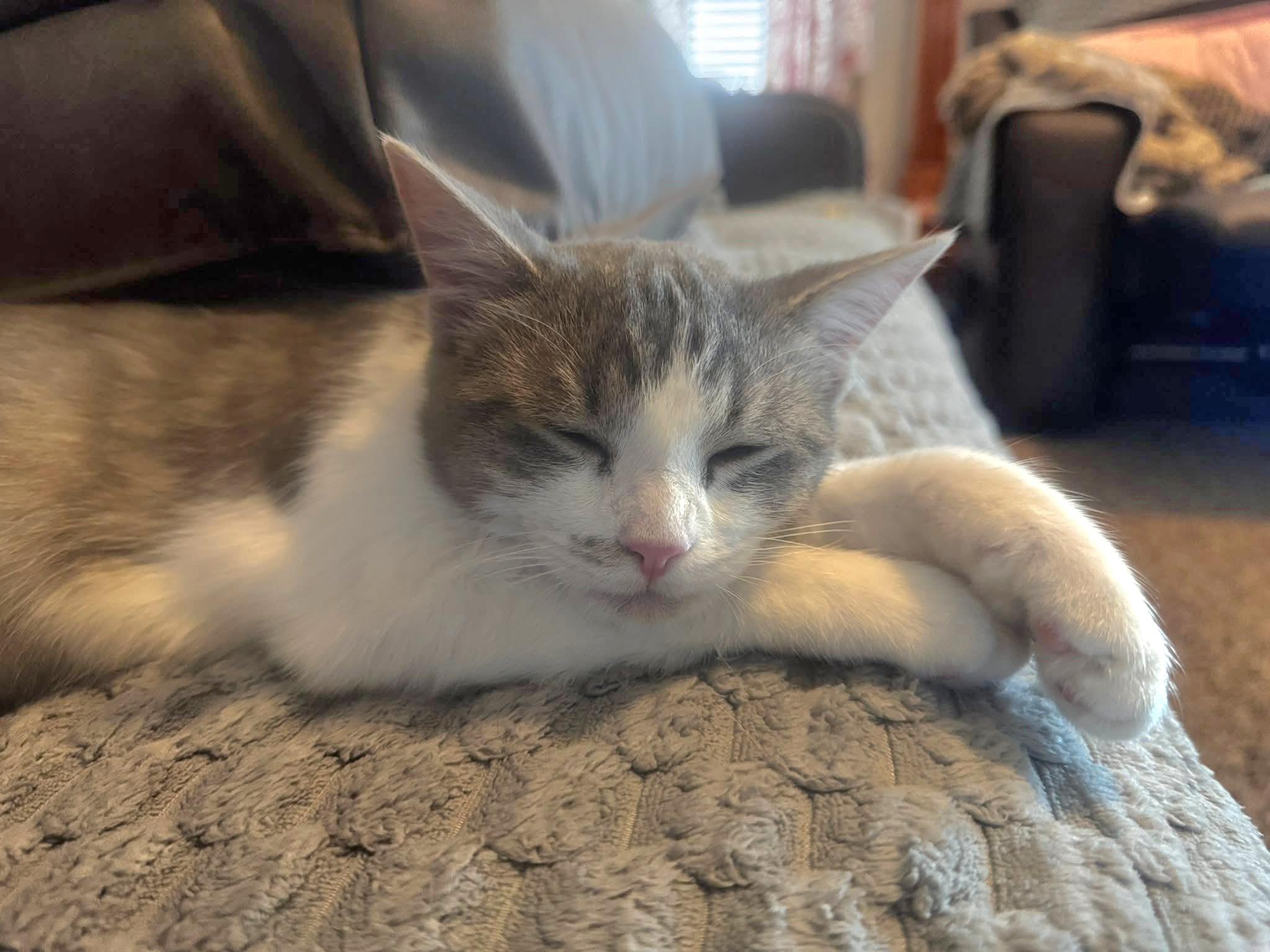 Julep, a Adoptable Domestic Short Hair in Blue Springs, MO image 1/6