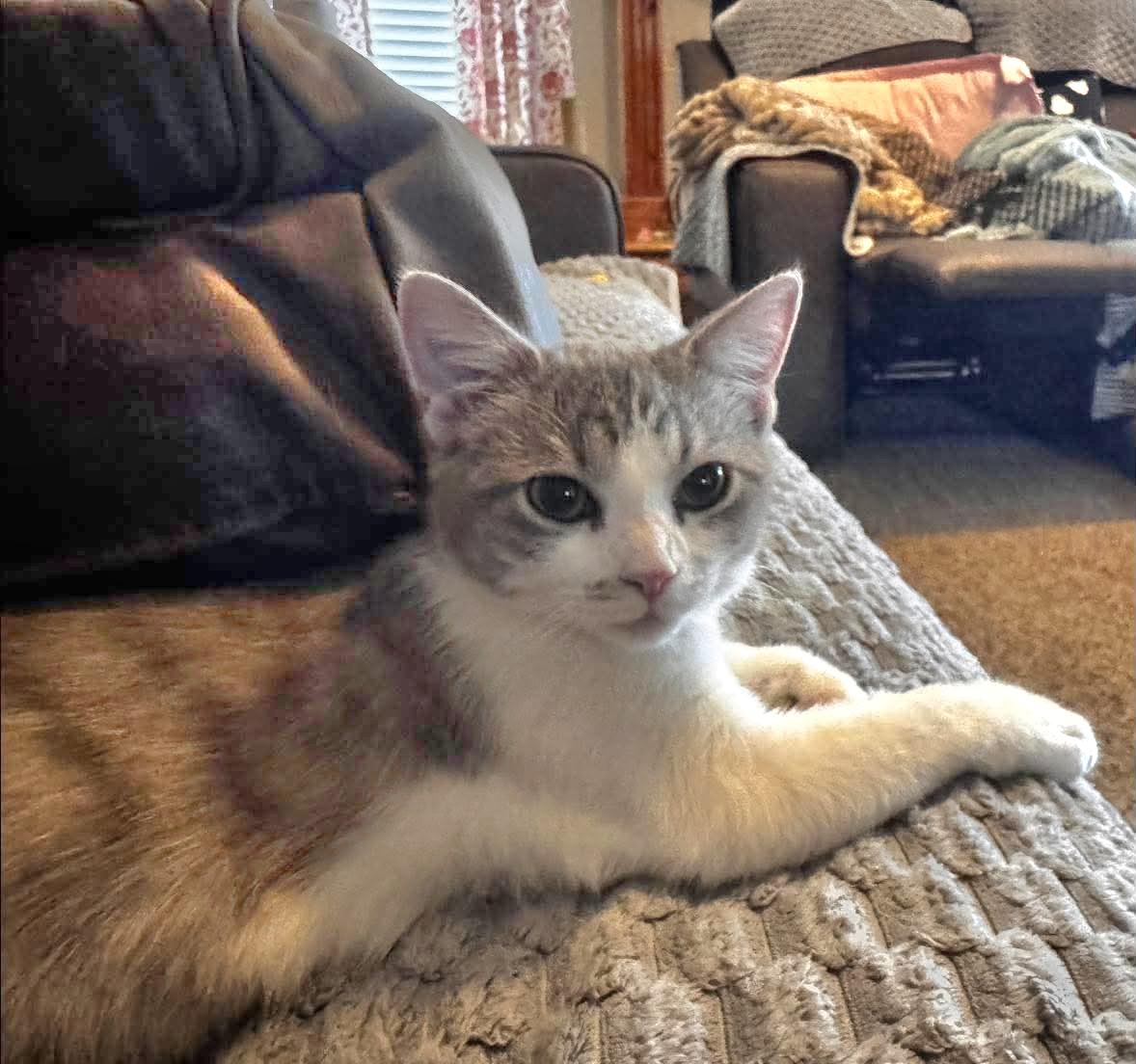 Julep, a Adoptable Domestic Short Hair in Blue Springs, MO image 6/6