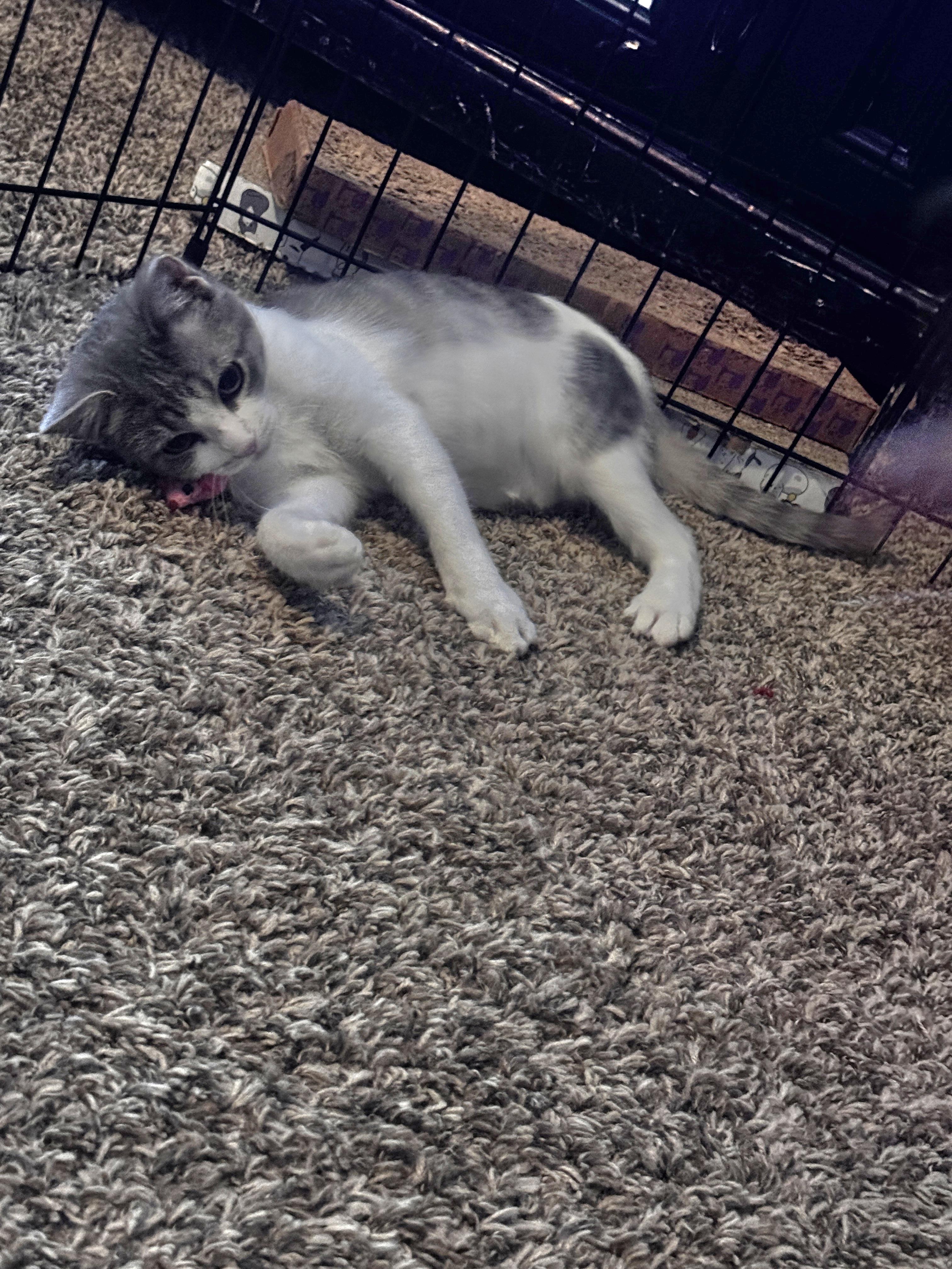 Julep, a Adoptable Domestic Short Hair in Blue Springs, MO image 5/6