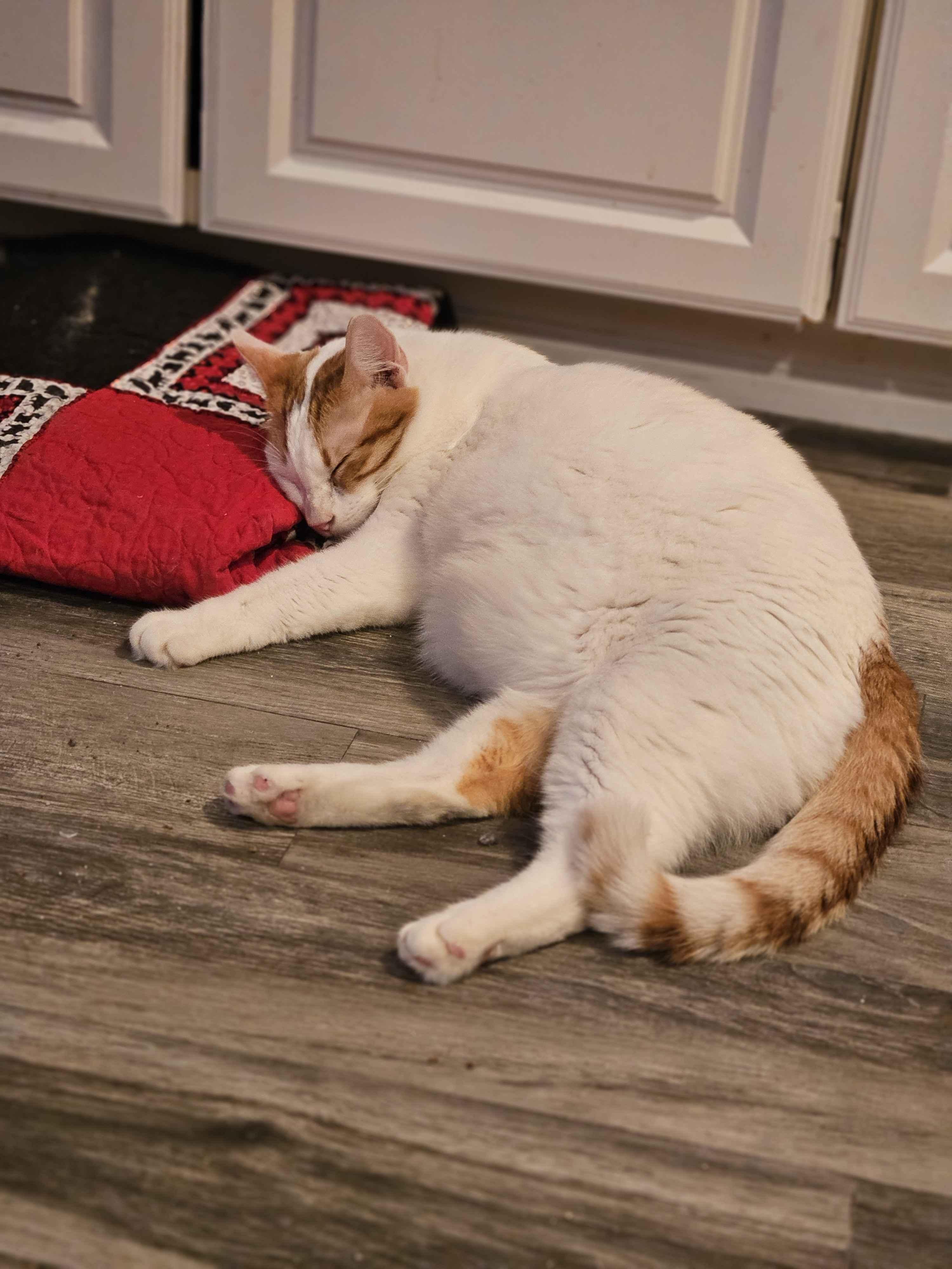 Sunny, adopted, Adult Male Domestic Short Hair.