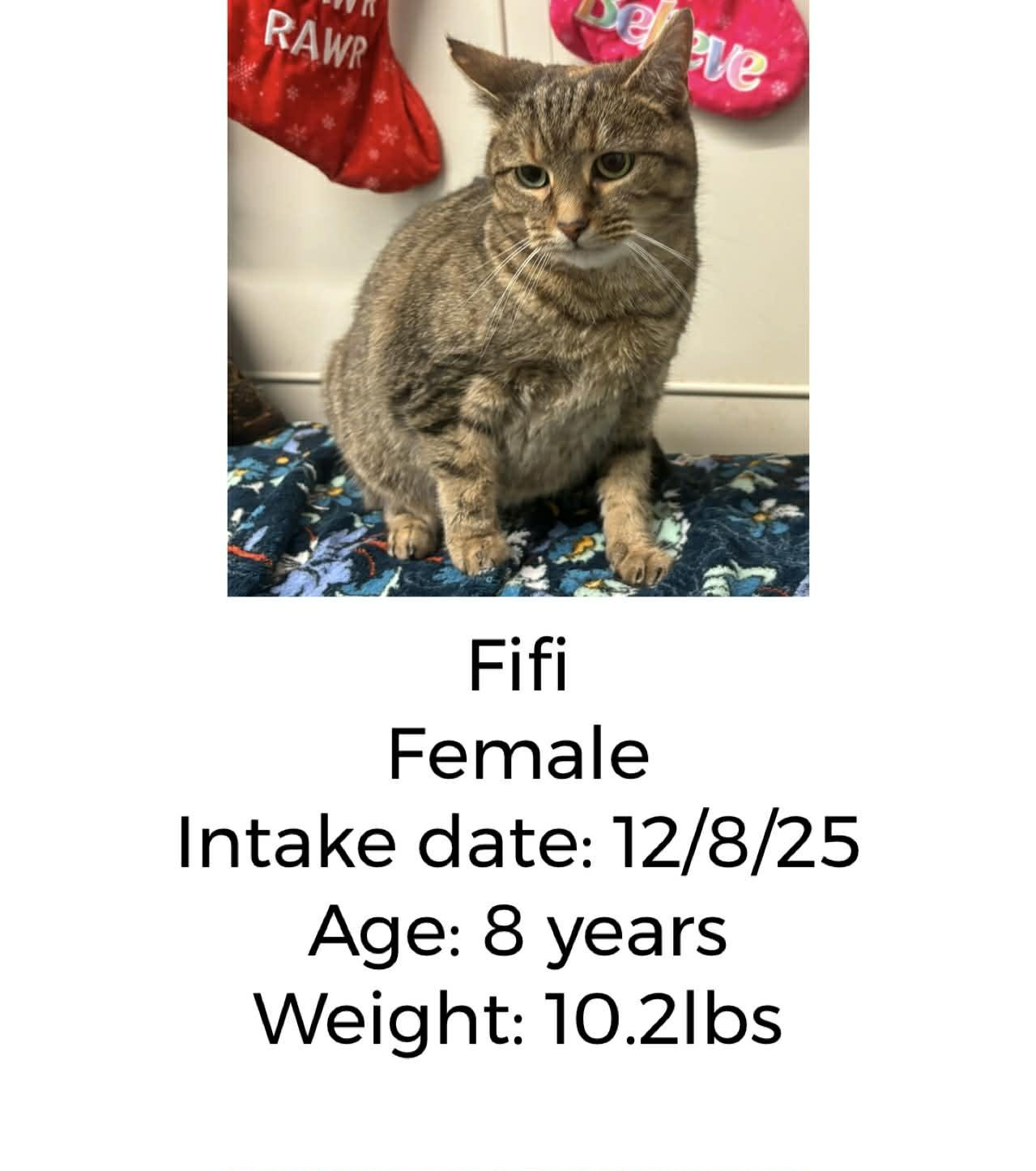 Enlarge Fifi, a ADOPTABLE Domestic Short Hair in Staffordsville, KY image 1/1