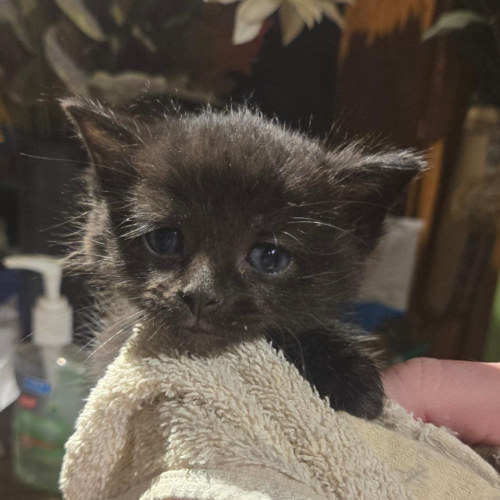 Dilly, Adoptable, Kitten Male Domestic Medium Hair & Domestic Short Hair.