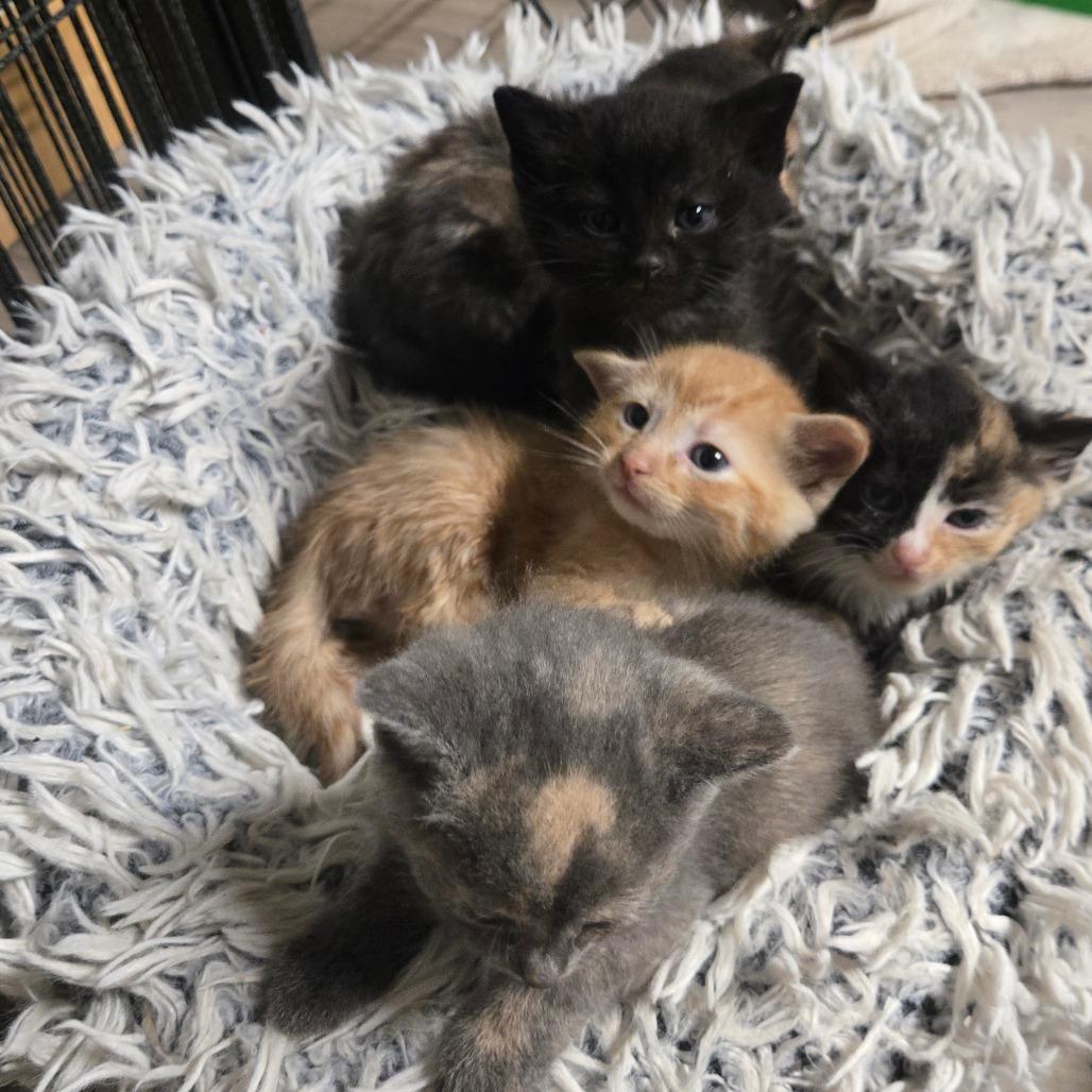 Enlarge Dilly, a Adoptable mixed breed in Southington, OH image 2/3