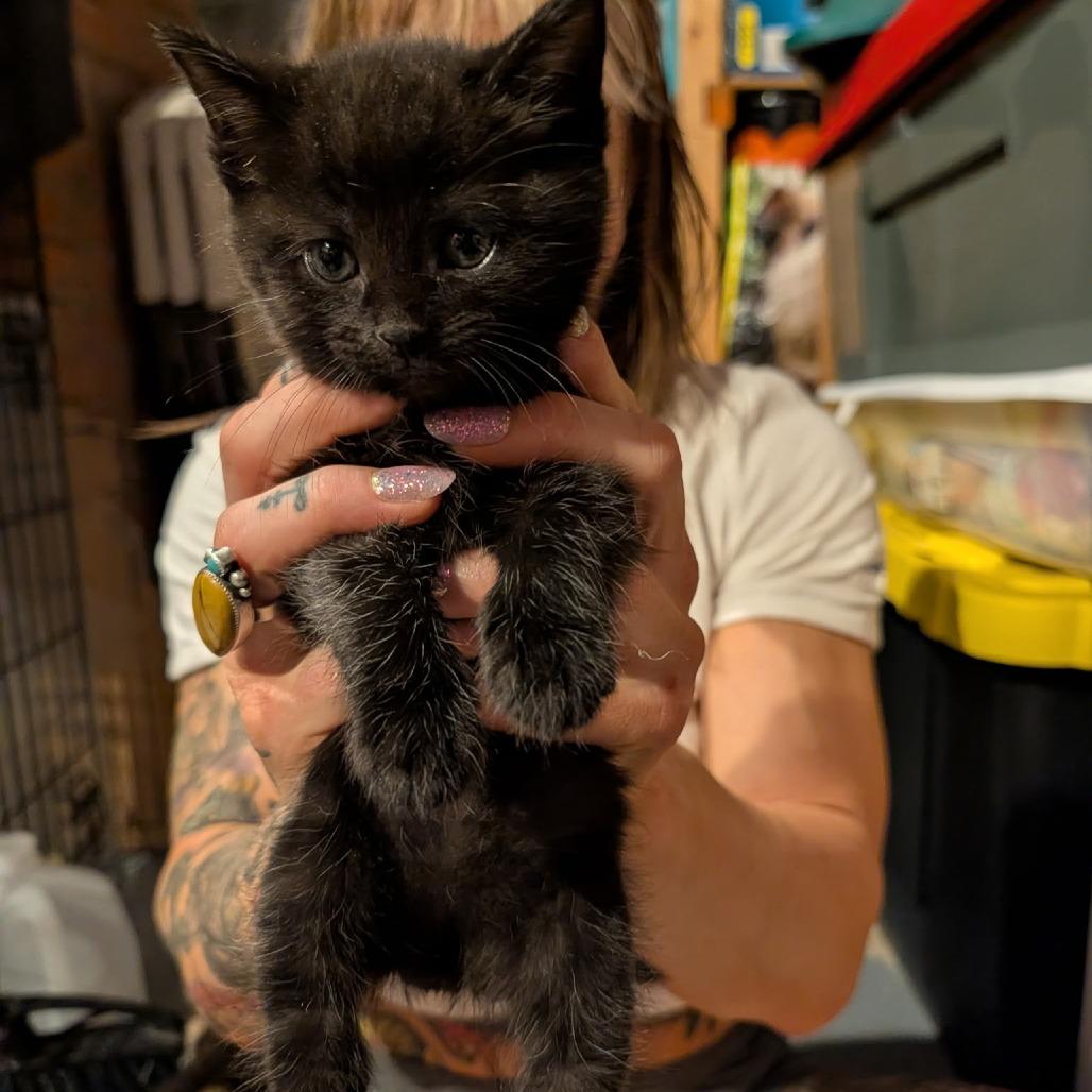 Enlarge Dilly, a Adoptable mixed breed in Southington, OH image 3/3