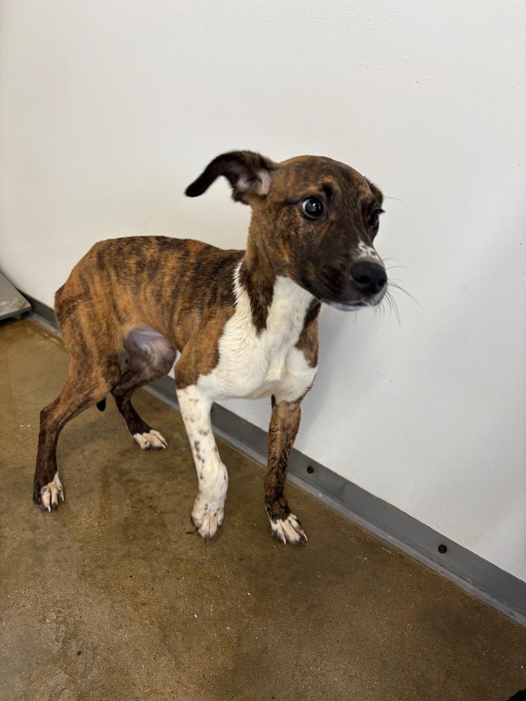 Rocks, Adoptable, Puppy Female Pit Bull Terrier & Mixed Breed.