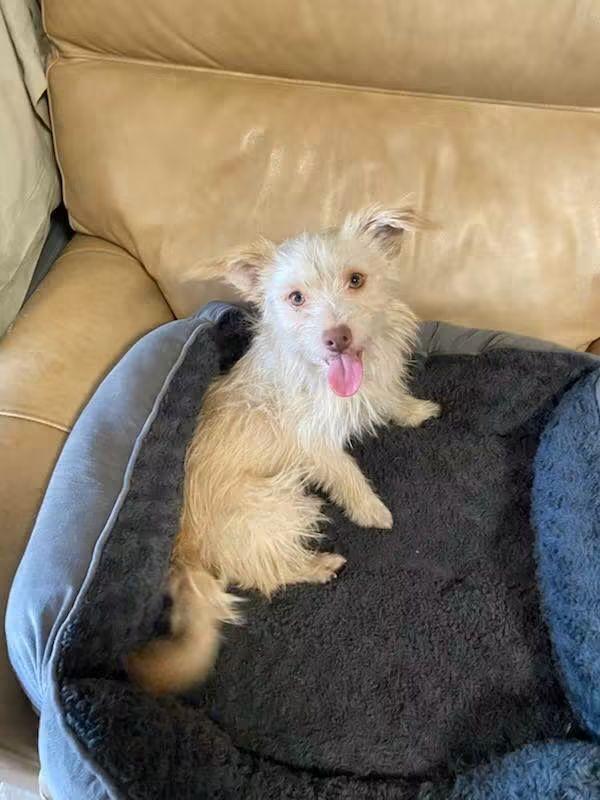 Enlarge Walter, a Adoptable mixed breed in Oakland, CA image 6/6