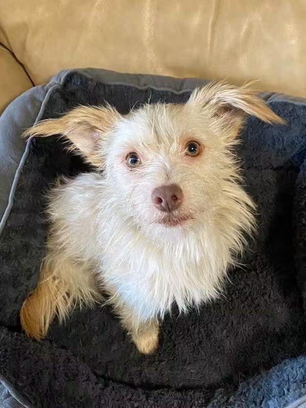 Walter, Adoptable, Adult Male Maltese.