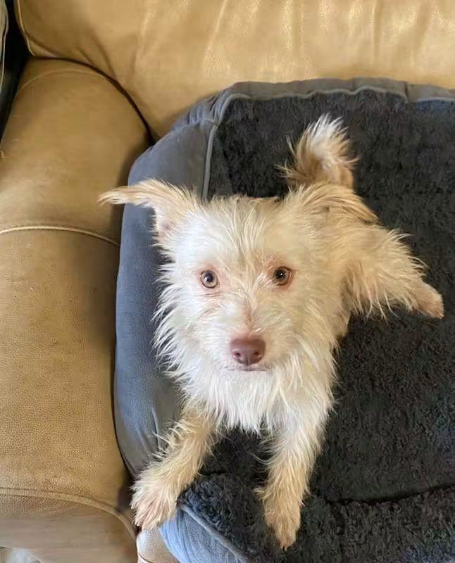Enlarge Walter, a Adoptable mixed breed in Oakland, CA image 3/6