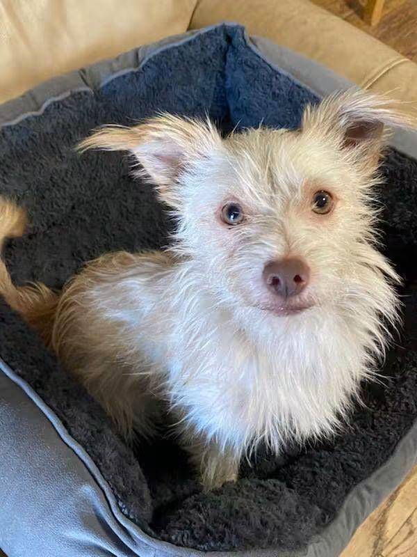 Enlarge Walter, a Adoptable mixed breed in Oakland, CA image 2/6