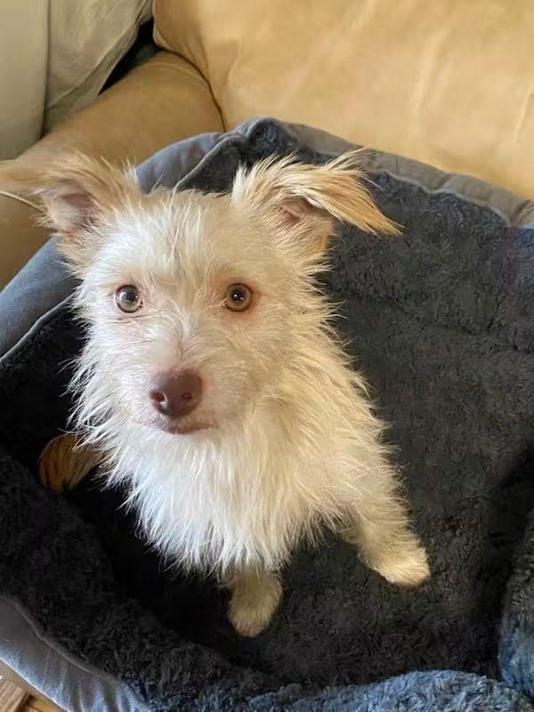 Enlarge Walter, a Adoptable mixed breed in Oakland, CA image 5/6