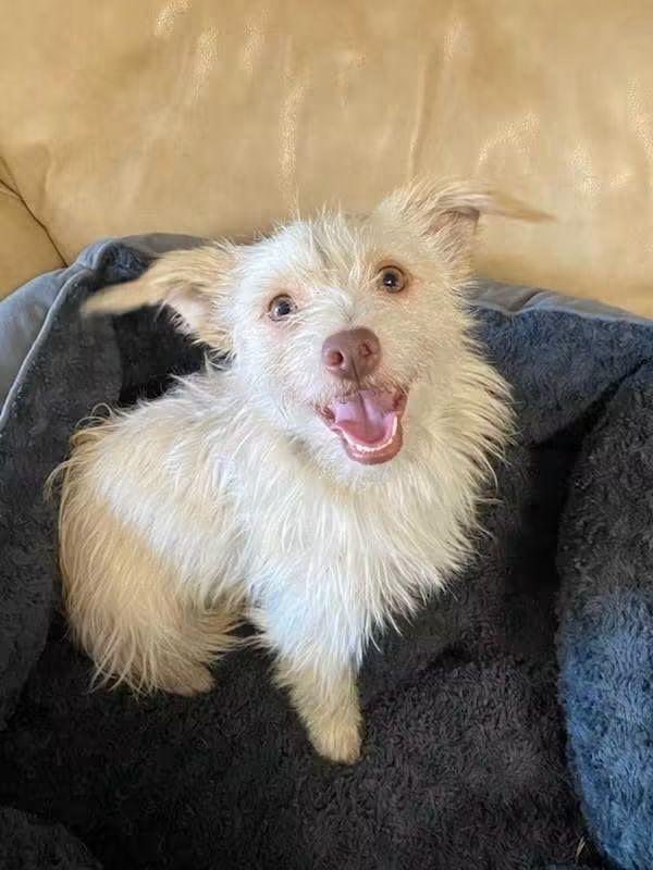 Enlarge Walter, a Adoptable mixed breed in Oakland, CA image 4/6