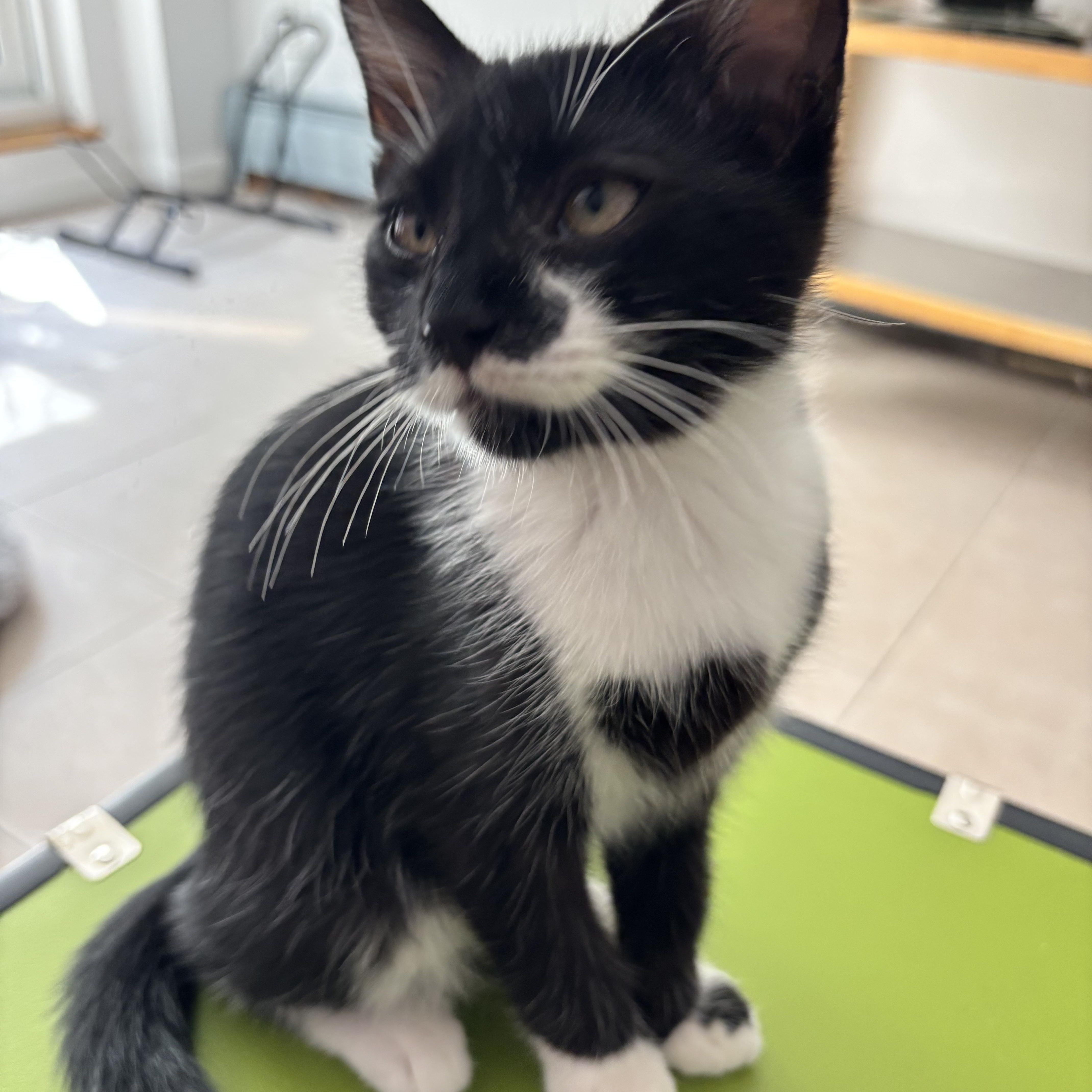 Hart, a ADOPTABLE Domestic Short Hair in Brooklyn, NY image 2/3