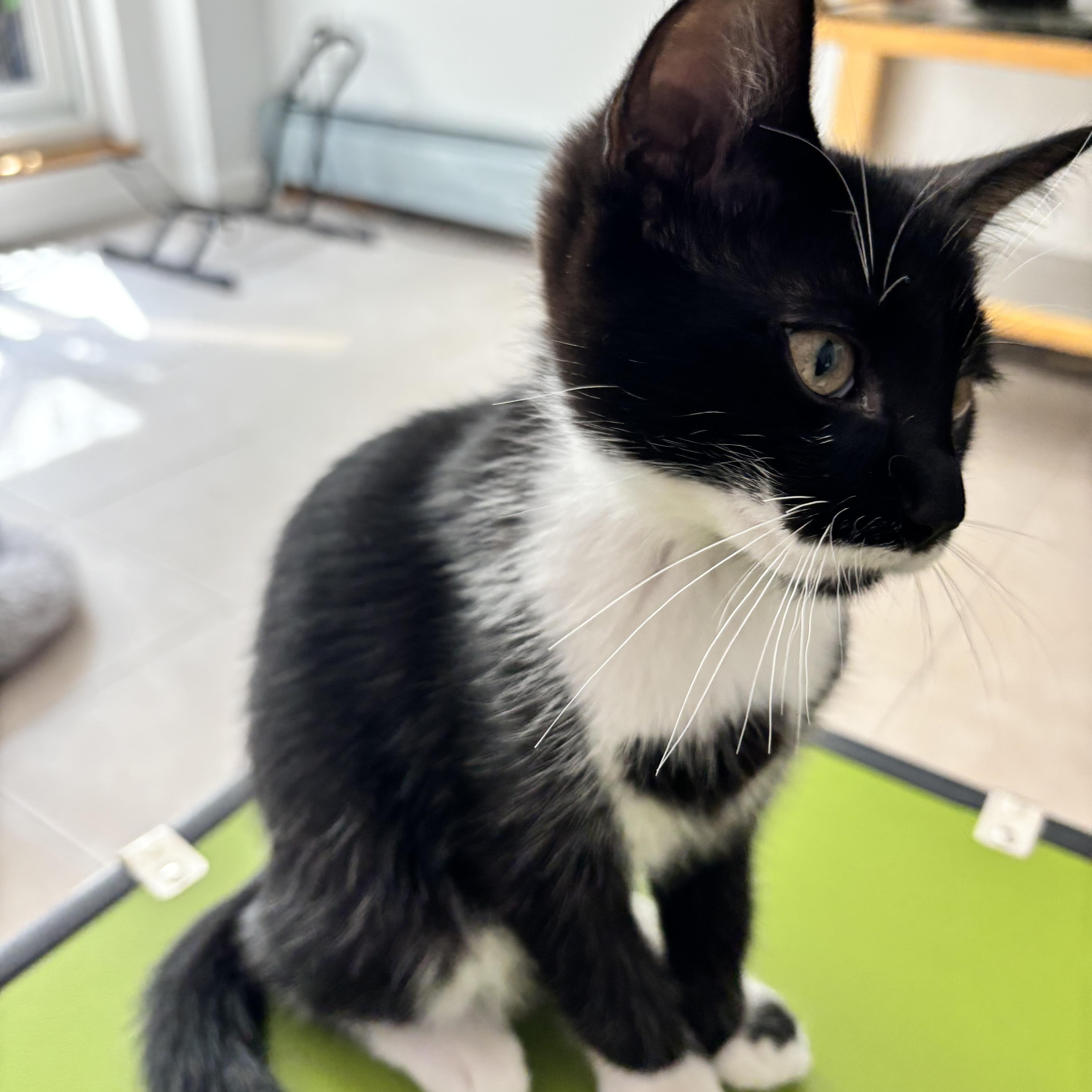 Hart, a ADOPTABLE Domestic Short Hair in Brooklyn, NY image 3/3