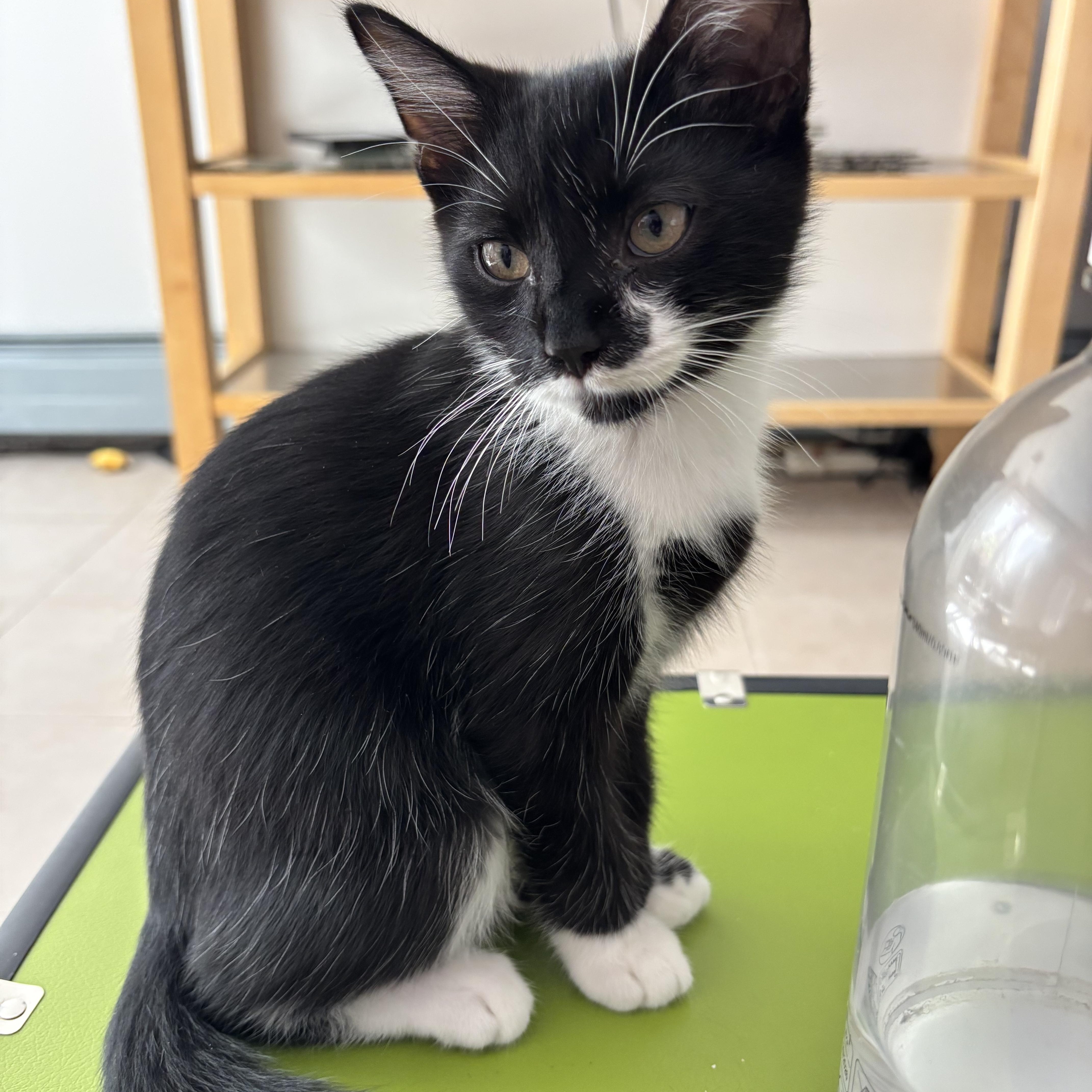Hart, ADOPTABLE, Kitten Female Domestic Short Hair.