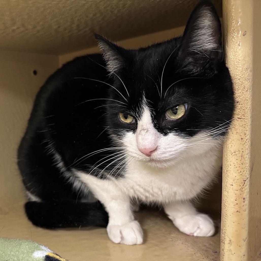 Ziggy, Adoptable, Adult Female Domestic Short Hair.