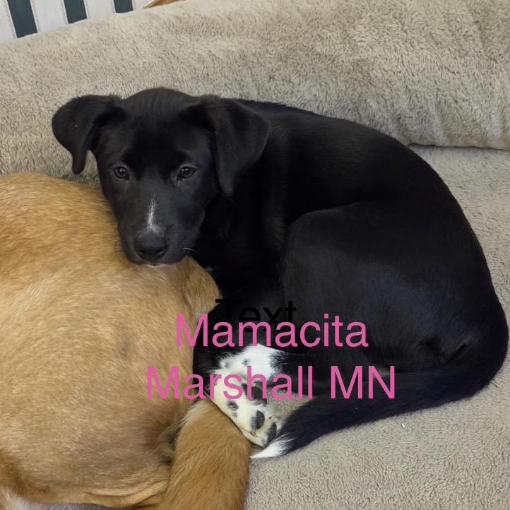 Mamacita, Adoptable, Puppy Female Pit Bull Terrier & Labrador Retriever.