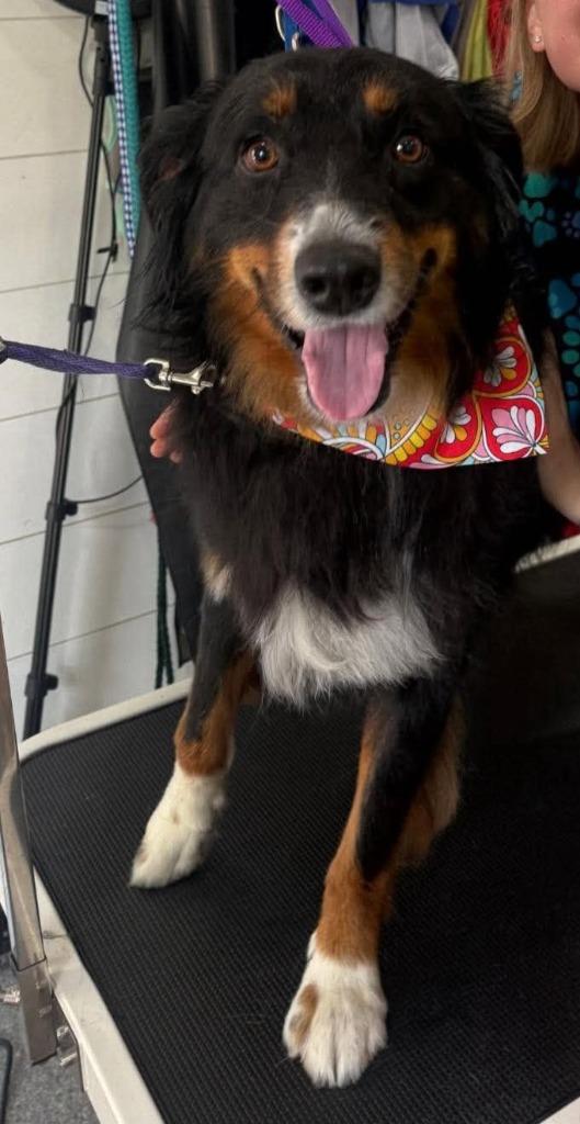 Archie, Adoptable, Adult Male Australian Shepherd.