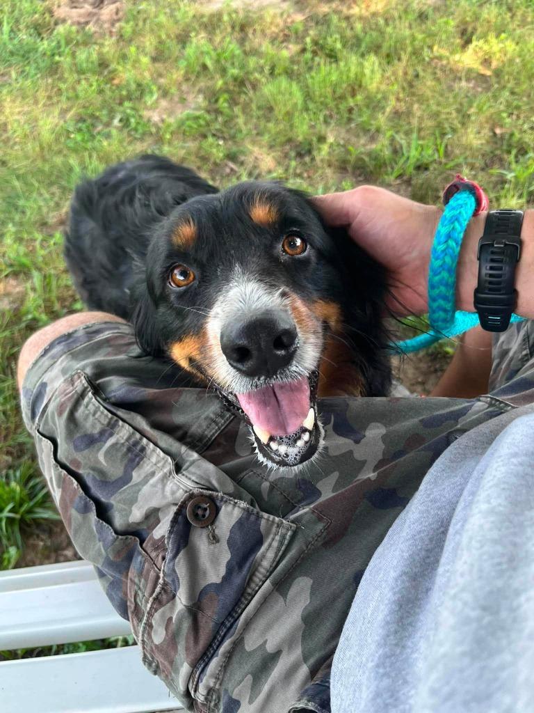Enlarge Archie, a Adoptable Australian Shepherd in Effingham, IL image 2/5