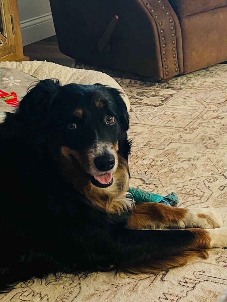 Enlarge Archie, a Adoptable Australian Shepherd in Effingham, IL image 3/5
