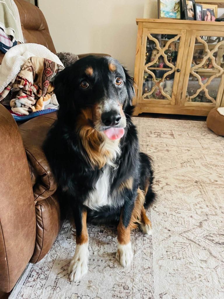 Enlarge Archie, a Adoptable Australian Shepherd in Effingham, IL image 4/5