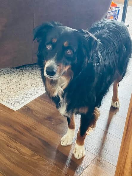 Enlarge Archie, a Adoptable Australian Shepherd in Effingham, IL image 5/5