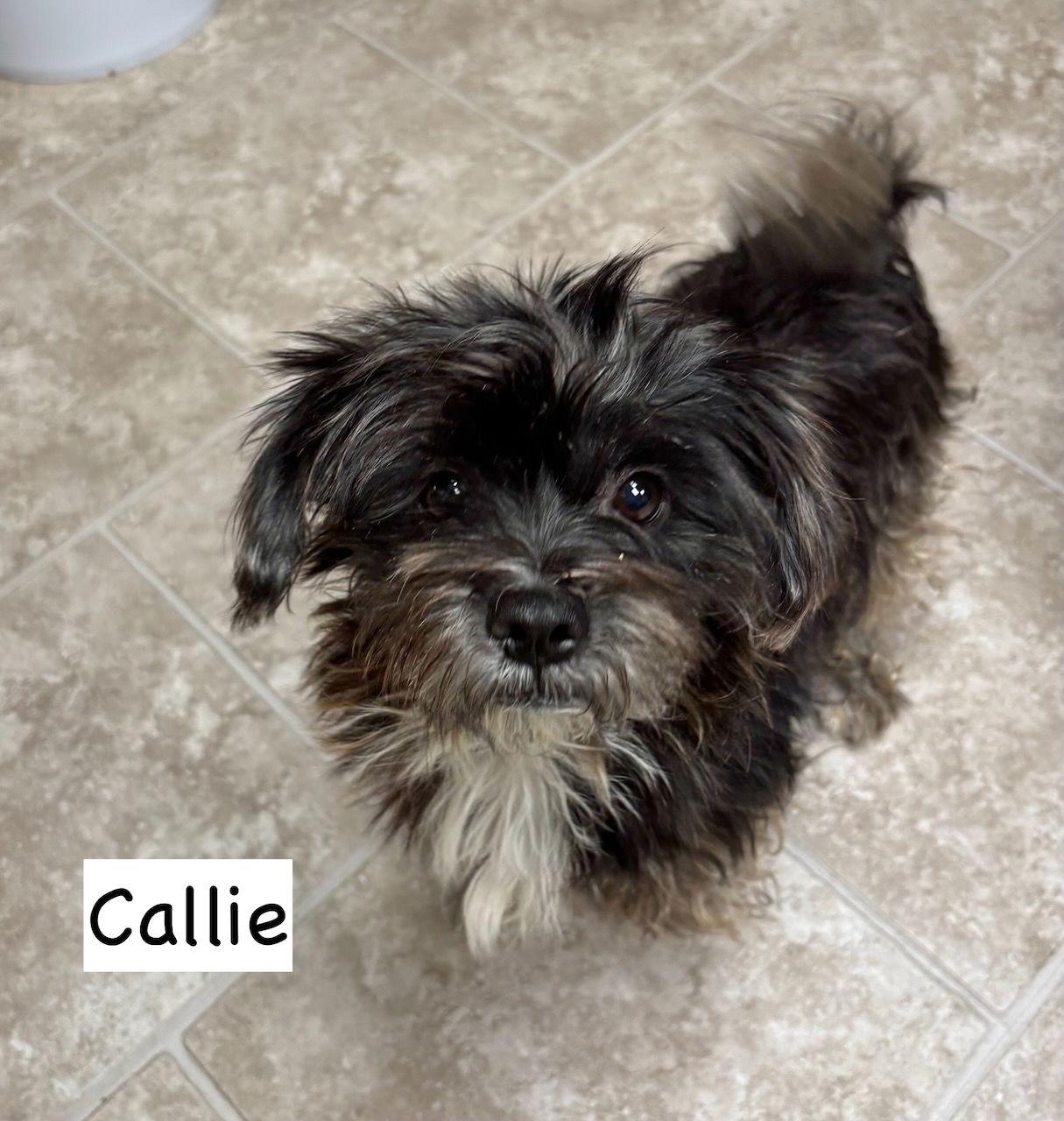 Callie, Adopted, Young Female Terrier & Affenpinscher.