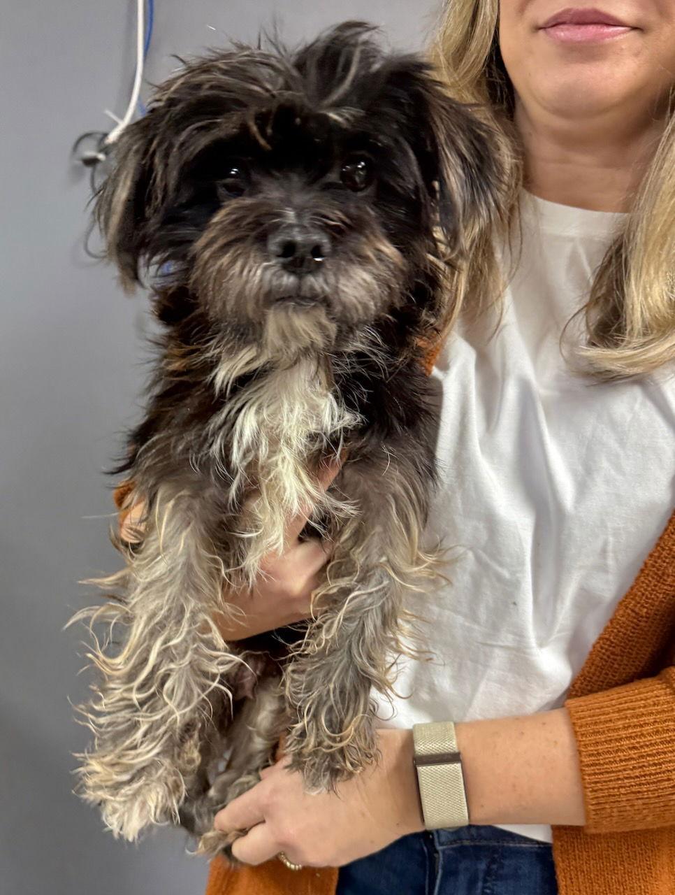 Callie, a Adopted mixed breed in GILBERTS, IL image 3/3