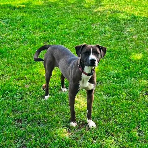 Enlarge Maddie, a ADOPTABLE mixed breed in Alma, MI image 1/1