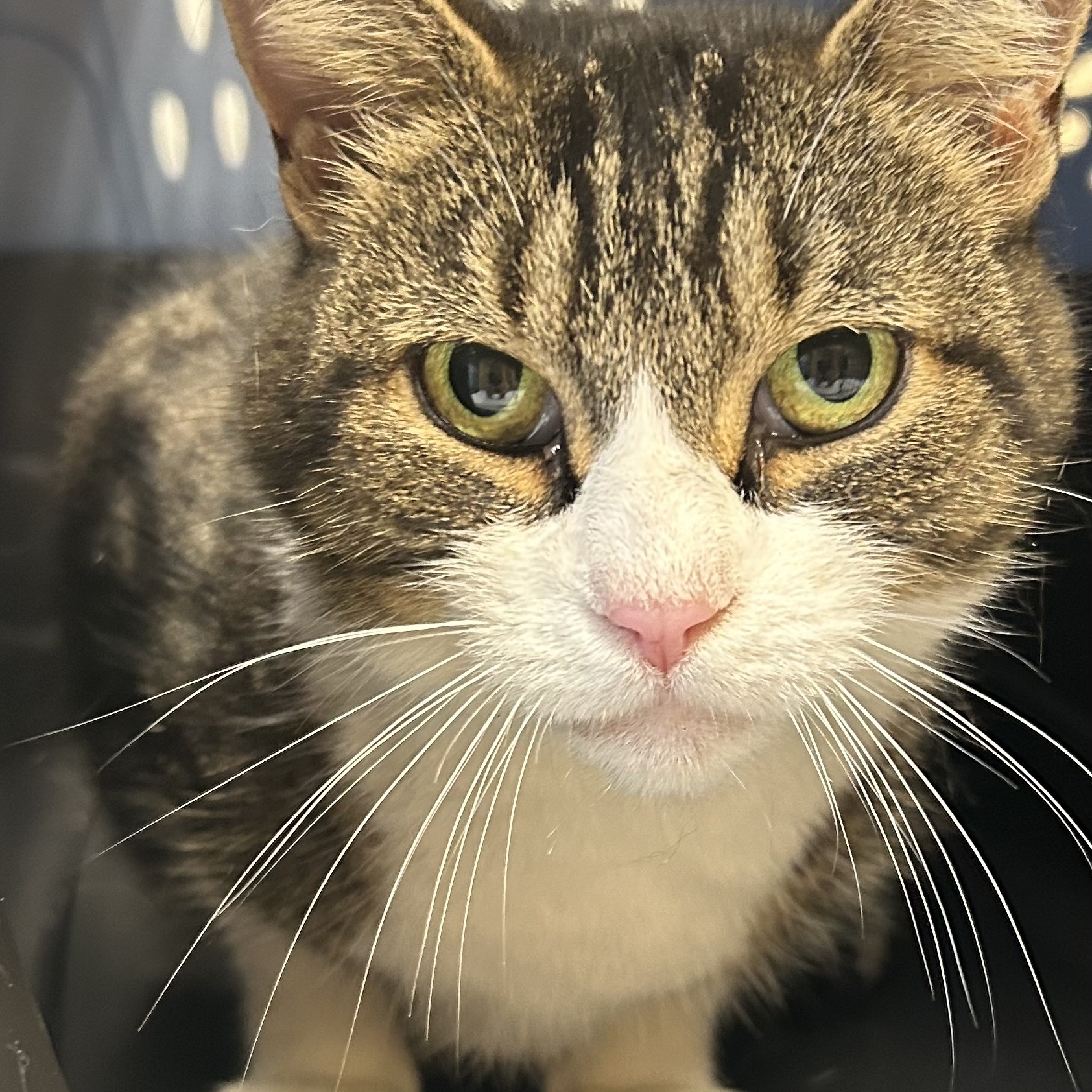 Enlarge Little One, a Adoptable Domestic Short Hair in Sayville, NY image 4/6