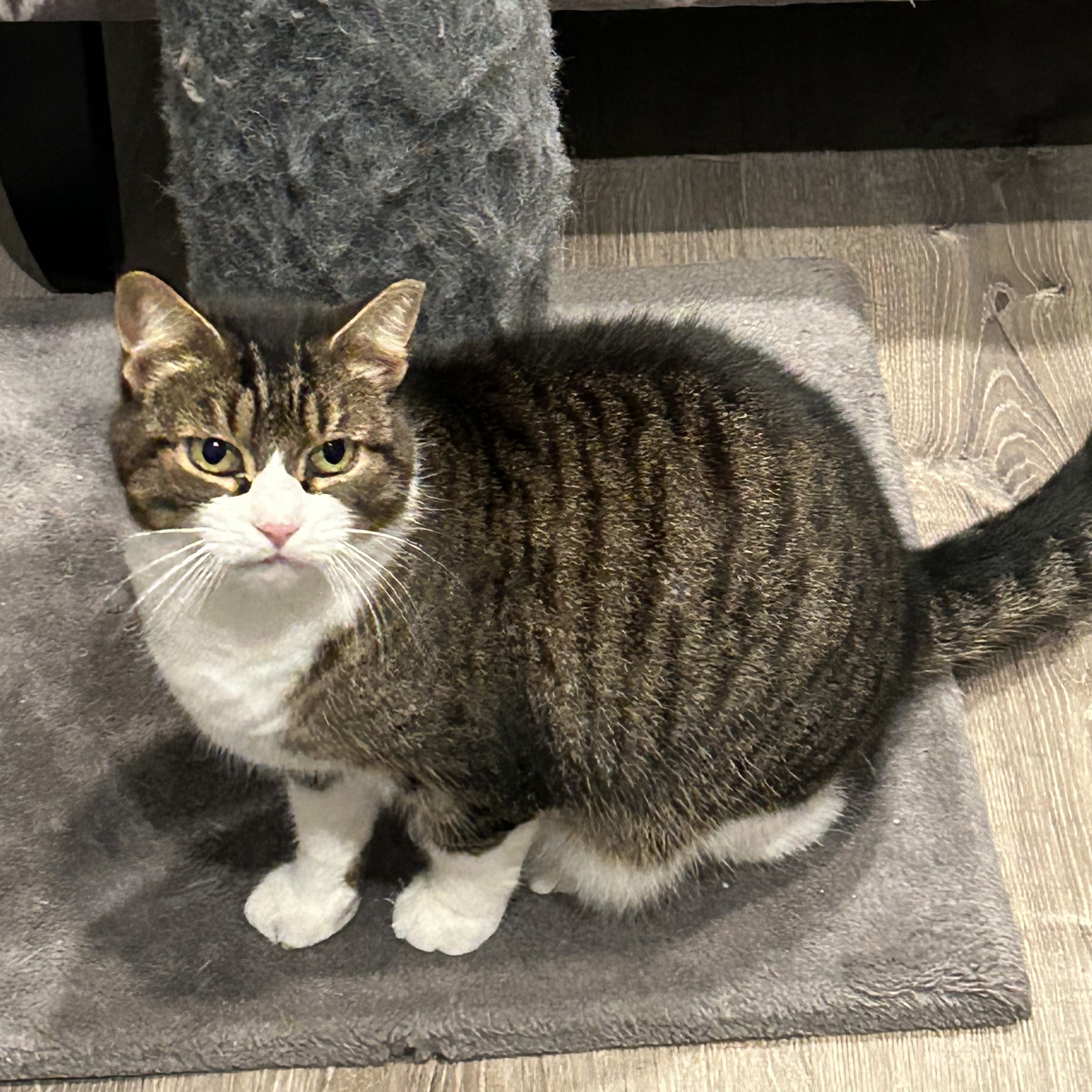 Enlarge Little One, a Adoptable Domestic Short Hair in Sayville, NY image 3/6