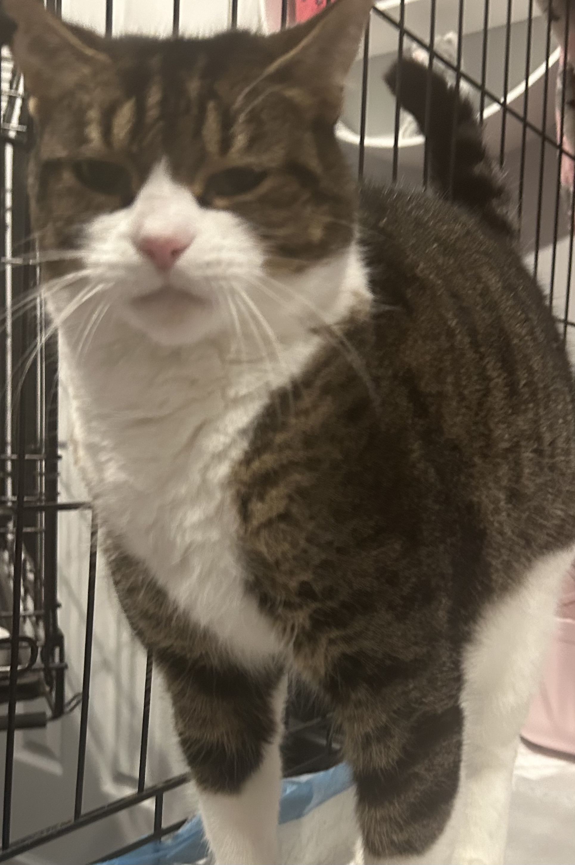 Enlarge Little One, a Adoptable Domestic Short Hair in Sayville, NY image 6/6