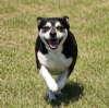 Enlarge Macy, a ADOPTABLE mixed breed in Sudbury, MA image 2/2