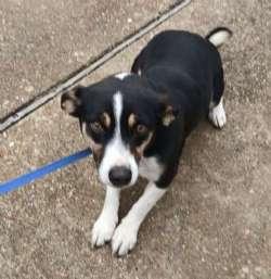 Macy, ADOPTABLE, Adult Female Rat Terrier.