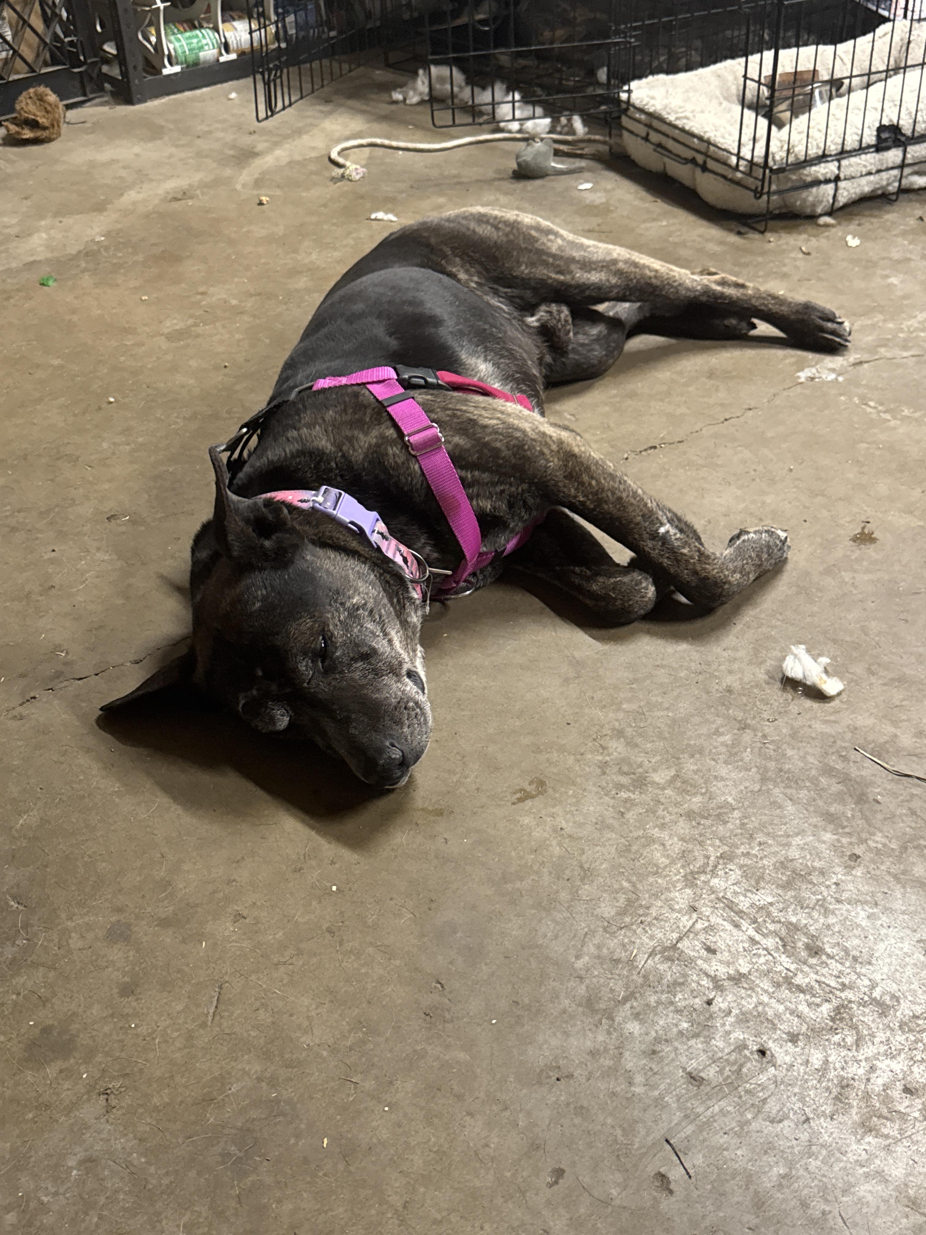 Enlarge Tucker, a Adoptable mixed breed in Klamath Falls, OR image 1/1