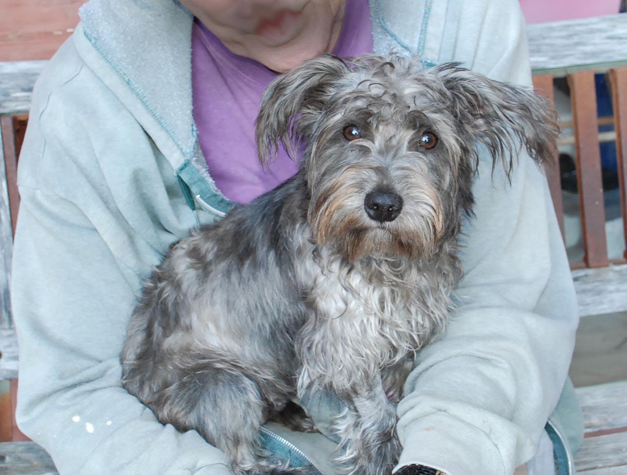 Enlarge PANTHER, a Adopted mixed breed in Felton, CA image 2/6