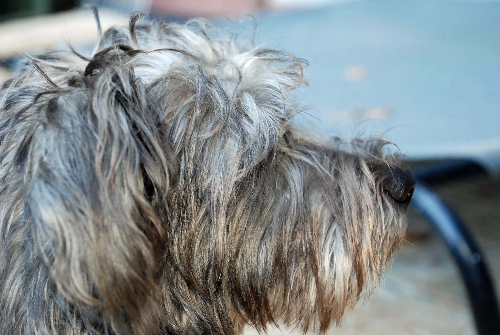 Enlarge PANTHER, a Adopted mixed breed in Felton, CA image 5/6