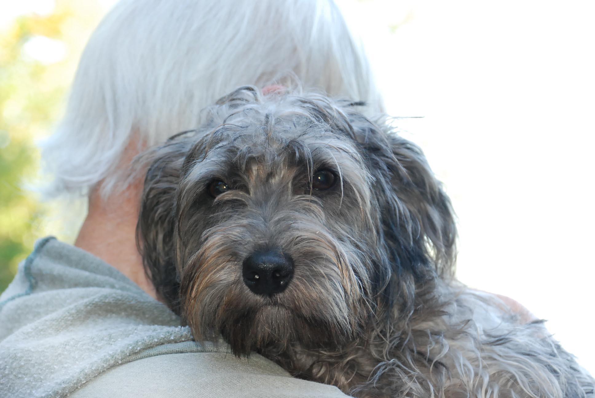 Enlarge PANTHER, a Adopted mixed breed in Felton, CA image 6/6