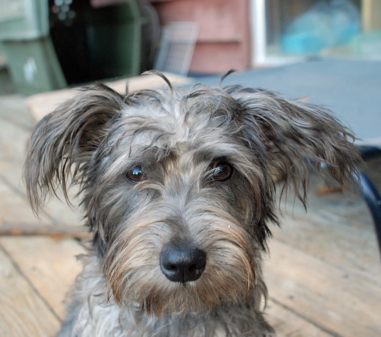 PANTHER, Adopted, Young Female Scottish Terrier.