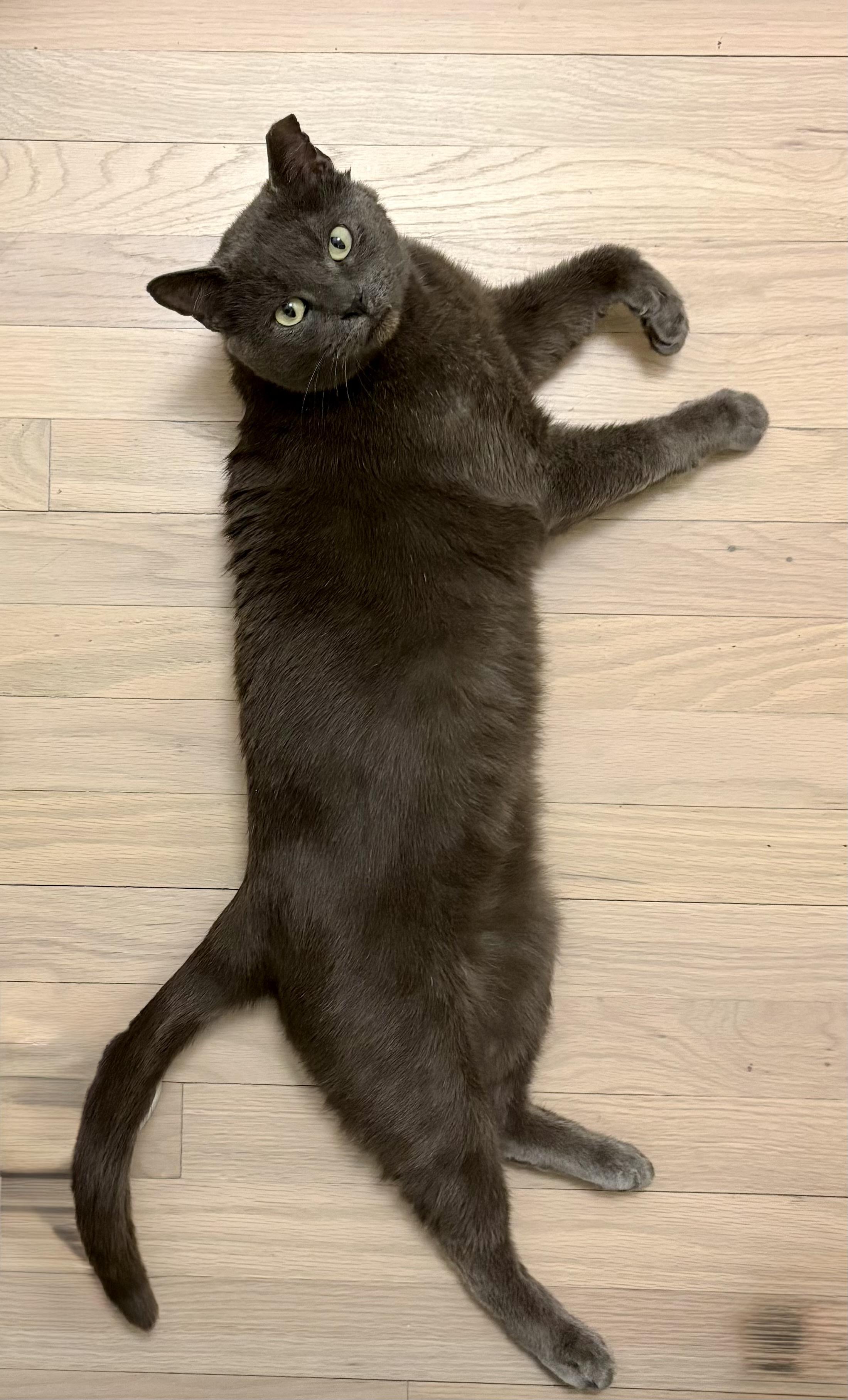 Enlarge Theo, a ADOPTABLE mixed breed in Indian Trail, NC image 4/5